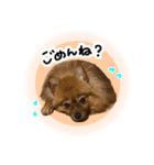 ぽぽんぷ‼︎（個別スタンプ：5）