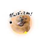 ぽぽんぷ‼︎（個別スタンプ：6）