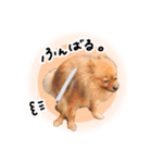 ぽぽんぷ‼︎（個別スタンプ：7）