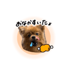 ぽぽんぷ‼︎（個別スタンプ：9）