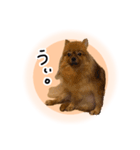 ぽぽんぷ‼︎（個別スタンプ：10）