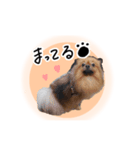 ぽぽんぷ‼︎（個別スタンプ：11）