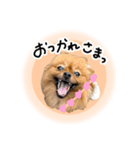 ぽぽんぷ‼︎（個別スタンプ：12）