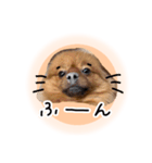 ぽぽんぷ‼︎（個別スタンプ：13）