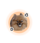 ぽぽんぷ‼︎（個別スタンプ：19）
