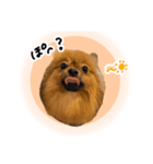 ぽぽんぷ‼︎（個別スタンプ：20）