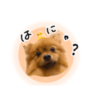 ぽぽんぷ‼︎（個別スタンプ：21）