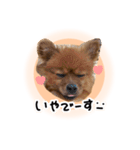 ぽぽんぷ‼︎（個別スタンプ：22）
