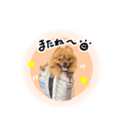 ぽぽんぷ‼︎（個別スタンプ：24）