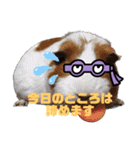 ナオキン動物（個別スタンプ：21）