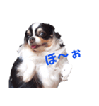 毎日使える、もぉちゃんシリーズ。（個別スタンプ：11）