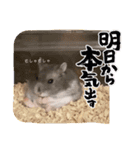 暴れ食いしん坊ハムスターやちる君（個別スタンプ：1）
