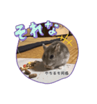 暴れ食いしん坊ハムスターやちる君（個別スタンプ：3）
