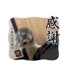 暴れ食いしん坊ハムスターやちる君（個別スタンプ：5）