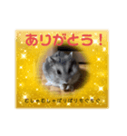 暴れ食いしん坊ハムスターやちる君（個別スタンプ：6）