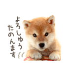 関西弁で柴犬だワン！（個別スタンプ：9）
