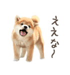 関西弁で柴犬だワン！（個別スタンプ：14）