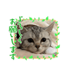 こまりんこ小町（個別スタンプ：5）