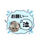 こまりんこ小町（個別スタンプ：21）
