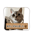 こまりんこ小町（個別スタンプ：30）