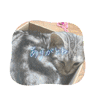 こまりんこ小町（個別スタンプ：31）
