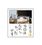 こまりんこ小町（個別スタンプ：39）