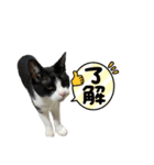 くるみ猫スタンプYK（個別スタンプ：6）