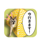 日常で使えて便利♪猫のベルたんスタンプ（個別スタンプ：10）