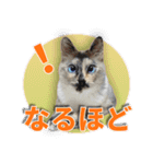 日常で使えて便利♪猫のベルたんスタンプ（個別スタンプ：15）