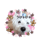 面白い白犬coco（個別スタンプ：1）