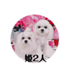 面白い白犬coco（個別スタンプ：2）