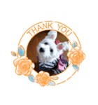 面白い白犬coco（個別スタンプ：3）