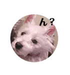 面白い白犬coco（個別スタンプ：4）