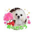 面白い白犬coco（個別スタンプ：5）