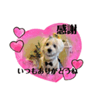 面白い白犬coco（個別スタンプ：7）