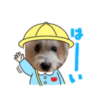面白い白犬coco（個別スタンプ：8）