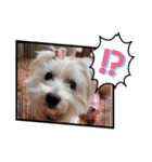 面白い白犬coco（個別スタンプ：9）