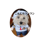 面白い白犬coco（個別スタンプ：10）