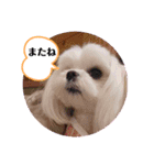 面白い白犬coco（個別スタンプ：11）