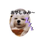面白い白犬coco（個別スタンプ：12）