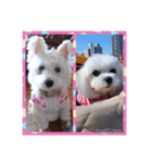 面白い白犬coco（個別スタンプ：13）