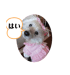 面白い白犬coco（個別スタンプ：14）