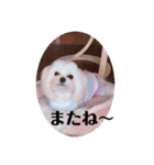 面白い白犬coco（個別スタンプ：15）