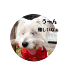 面白い白犬coco（個別スタンプ：16）