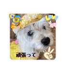 夏だぁ〜白犬（個別スタンプ：1）