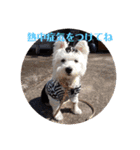 夏だぁ〜白犬（個別スタンプ：4）