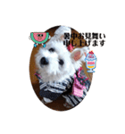 夏だぁ〜白犬（個別スタンプ：5）