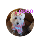 夏だぁ〜白犬（個別スタンプ：6）