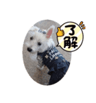 夏だぁ〜白犬（個別スタンプ：8）