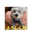 夏だぁ〜白犬（個別スタンプ：9）